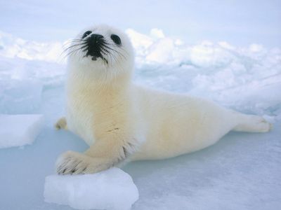 animal phoque juvenile BabyHarpSeal2