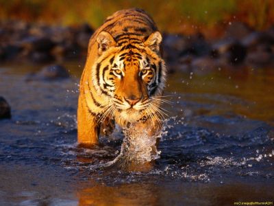 animal-tigre-Bengale.jpg