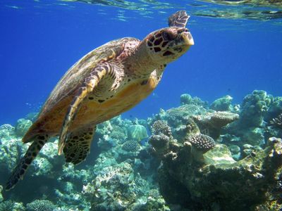 tortue-imbriquee-45.jpg