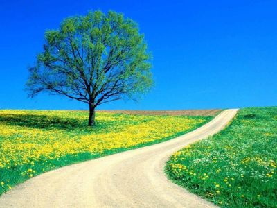 arbre-chemin.jpg