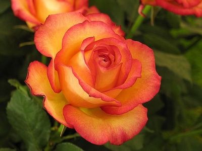 fleur-Rose-za.jpg