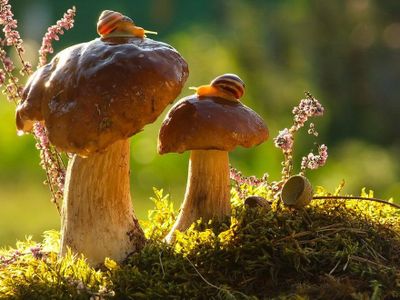 saison-automne-biodiversite.jpg