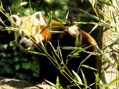 panda roux (Safari de Peaugres)