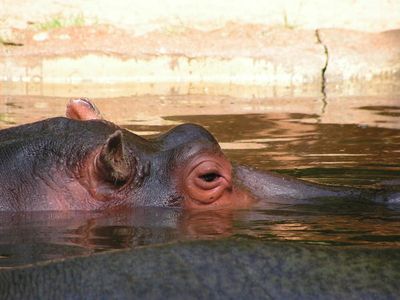 hippopotame (Touroparc)