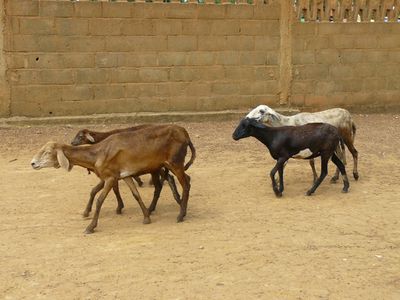 nkayi-cathedrale-moutons