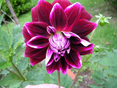 fleur-differente-002.jpg