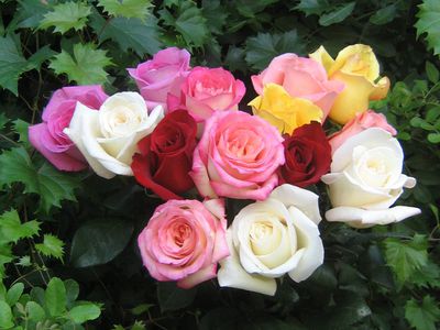 roses bouquet 3565