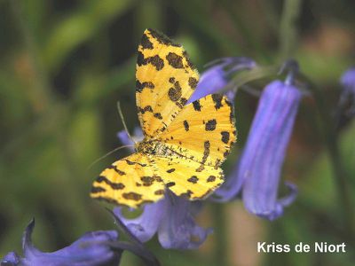 Photo gratuite : Panthère - Pseudopanthera macularia Papillon