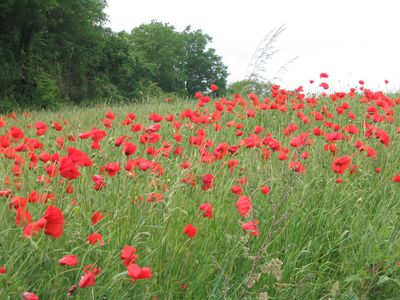 coquelicots, Erquery dans l'Oise
