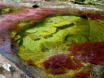 Cano-Cristales1