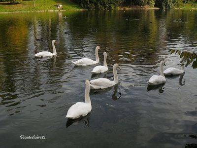 couvee-cygnes.jpg