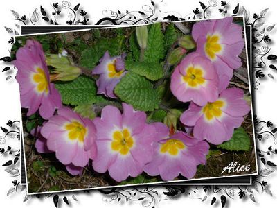 31-PrimevereRose.jpg