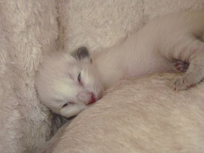 3 week best sale old siamese kittens