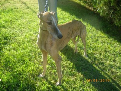 BONGO-GALGO-ARCHE-DE-NOE-9EME--5---640x480-.JPG