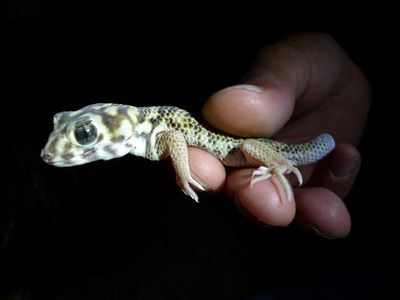 gecko--3---Small-.JPG