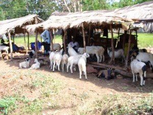 Moutons-de-Dakar-300x225.jpg