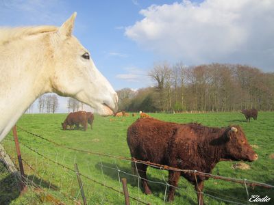 bonjour-aux-vaches.jpg