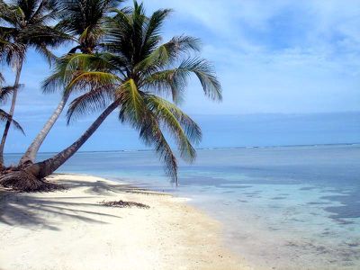 palmier-cocotier-plage-mer-sable