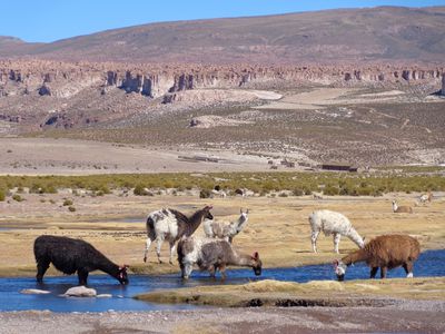 Bolivie-Lipez (gué aux lamas)