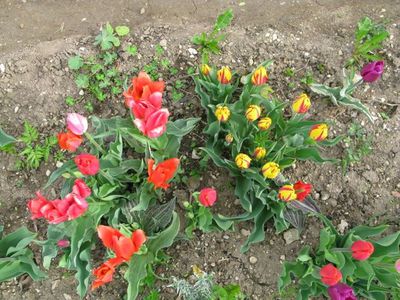 tulipes du jardin - 1