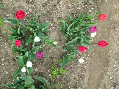 tulipes du jardin - 2