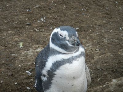 C. Punta Arena et les pingouins (15)
