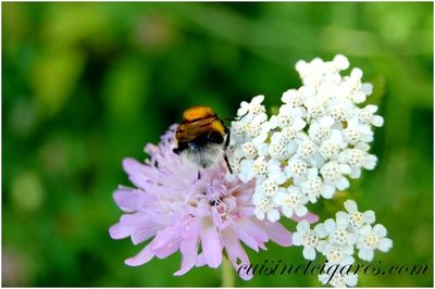 Abeille Trio 1