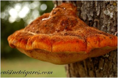 Champignon DSC 1041 2