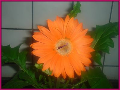 flower (3)