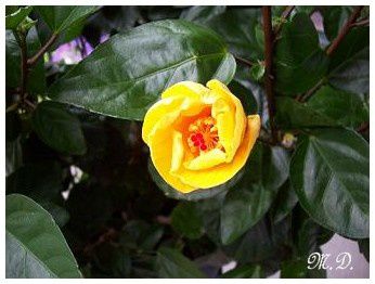 Fleur-hibiscus_5.jpg