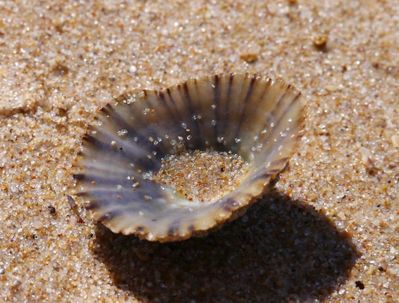 divers-coquillage-0.jpg