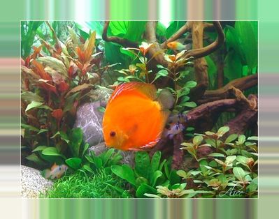 N37-Poisson.jpg