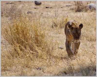 Parc-du-serengeti-3.jpg