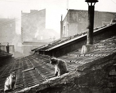 Boubat chats sur le toit, Paris boubat-edouard-cats-on-a-roof-paris-i.jpg