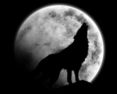 animal-loup-lune-1.jpg