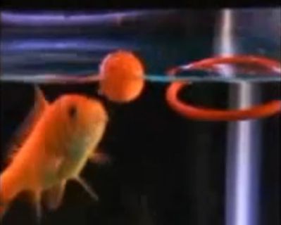 poisson-joue-basket
