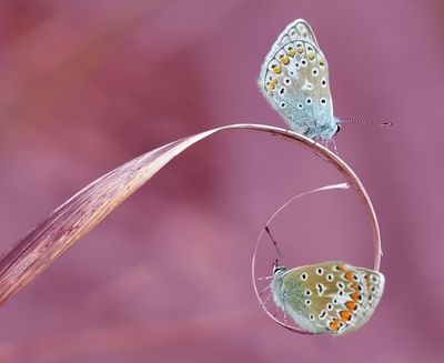 animal-papillon-1466317-0.jpg