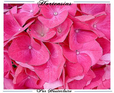 hortensias-1.jpg