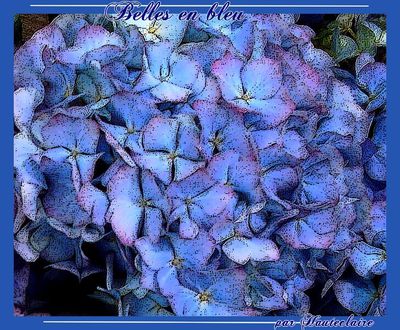 hortensias-2.jpg
