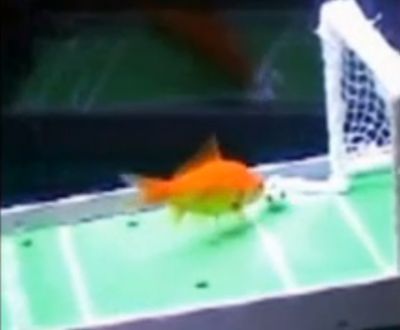 school-fish-soccer