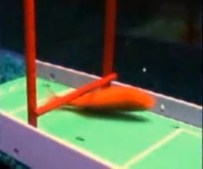 agility-poisson