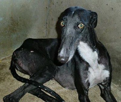 galgo6.jpg