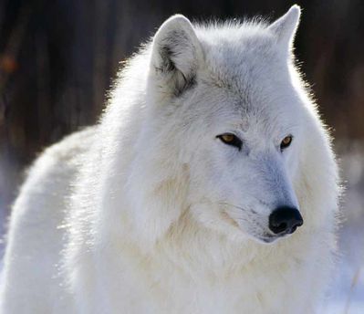 arctic-wolf-lobo-alaska---white-wolf-blanco.jpg