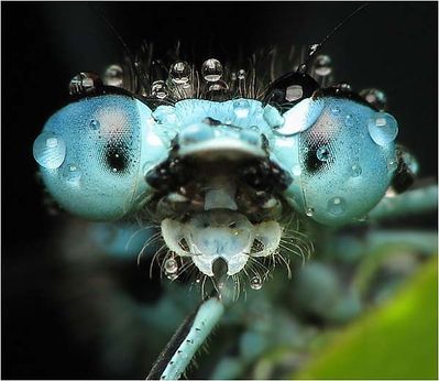 Insecte-Pluie-01.jpg