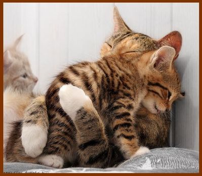 Chat-4.jpg