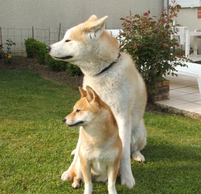 difference-akita-shiba-inu-1