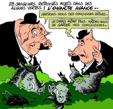 marcassins