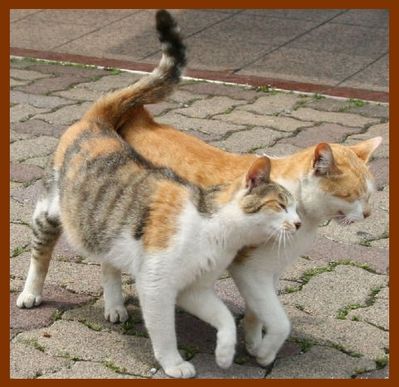 Chat 3