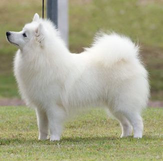 spitz-japonais-femelle.jpg