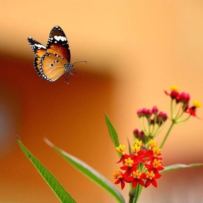 animal-papillon-50.jpg
